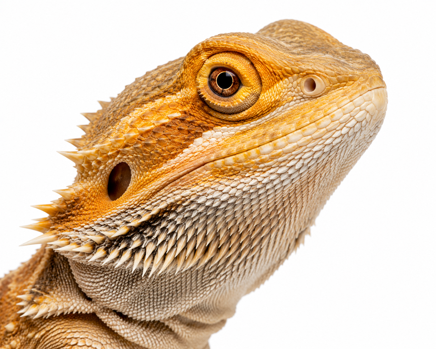 Reptile